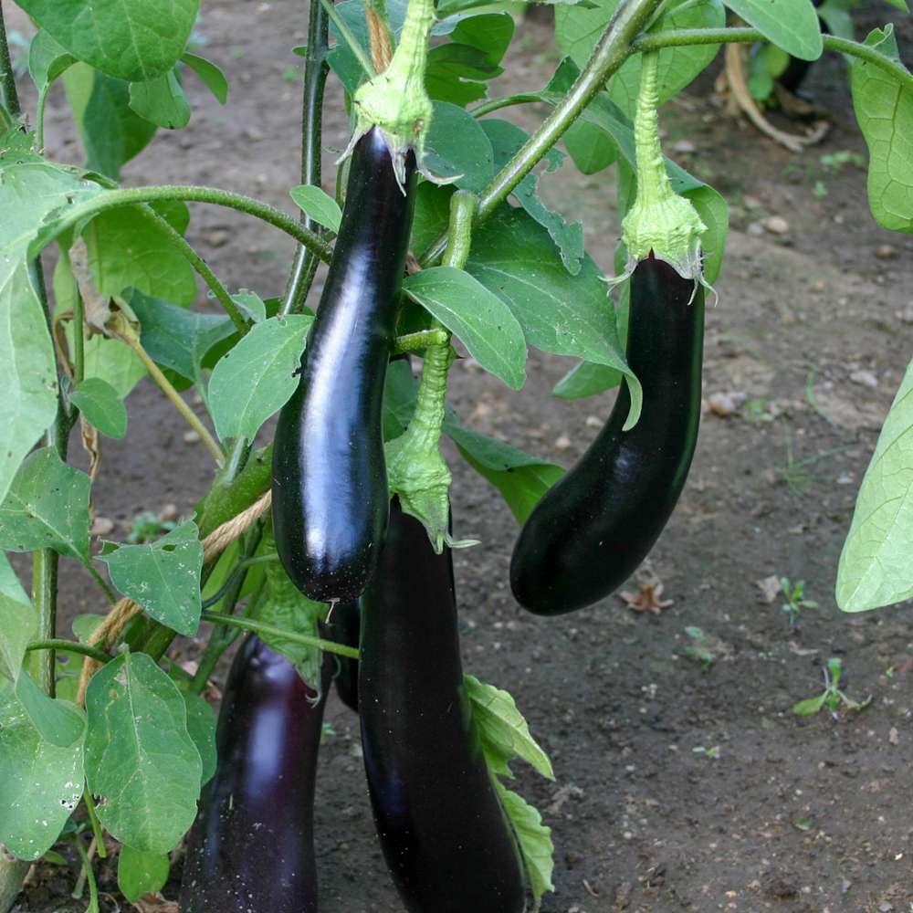 Aubergine 'Violetta Lunga 3' (ØKO frø)